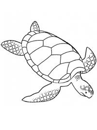 tortue