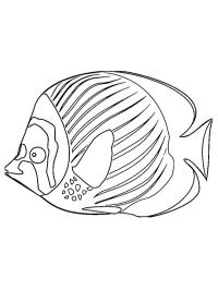 poisson