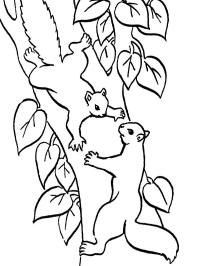 2 écureuils dans un arbre