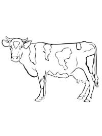 Vache