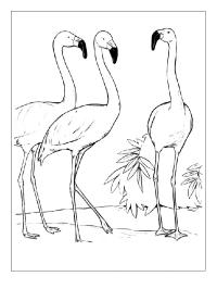 3 Flamants rose