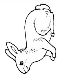 lapin