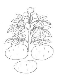 plant de pomme de terre