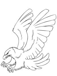 aigle