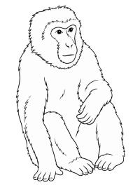 Macaque de Barbarie