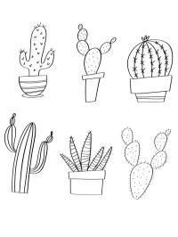 Cacti