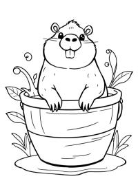 Capybara dans un seau