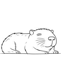 Capibara dort