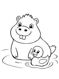 Capybara nage avec un canard