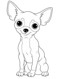 Chiot Chihuahua