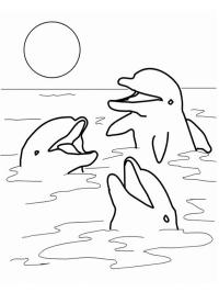 dauphins dans la mer