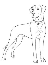 Dogue allemand