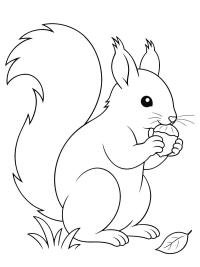 Ecureuil mange une noisette