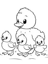 Canard avec ses petits