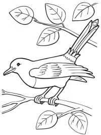 46 Coloriage Oiseaux Imprimer Des Images Colorier Gratuitement