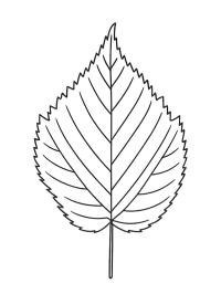 Feuille d'aulne