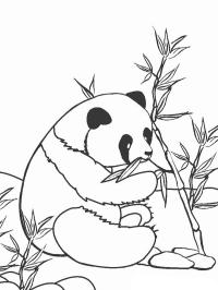 Panda qui mange