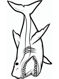 requin dangereux