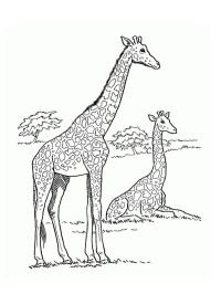 girafe