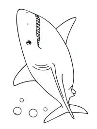 Grand requin blanc