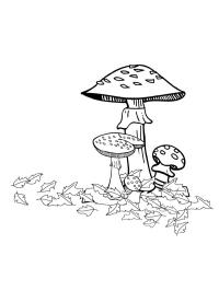 champignons d'automne