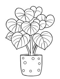 Hoya Kerrii
