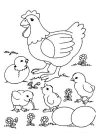 poule avec petits poussins