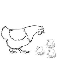 poule avec poussins