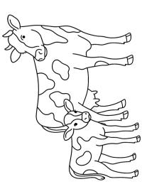 Vache avec veau