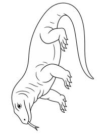 Dragon de Komodo