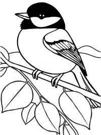 Parus major
