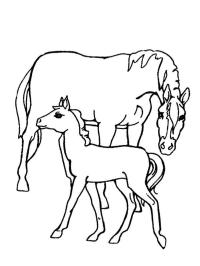 Cheval et poulain