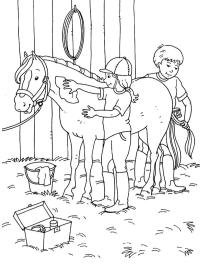 Toilettage des chevaux
