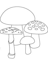 4 champignons