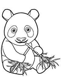 Panda mange du bambou