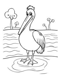 Pélican dans l'eau