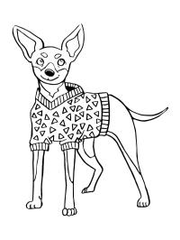 Pinscher nain