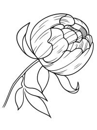 Pivoine