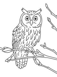 Hibou moyen-duc