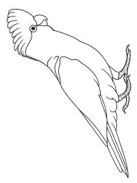 Cacatoès rosalbin