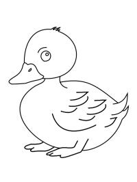 Canard mignon