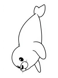 Adorable phoque