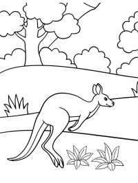 Kangourou qui saute