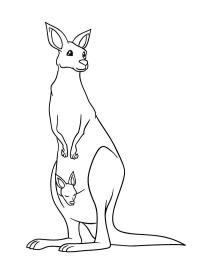 Kangourou debout avec bébé