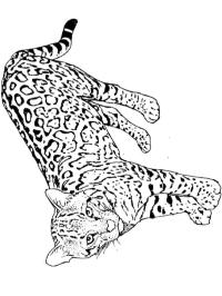 Guépard