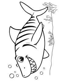 Requin-tigre
