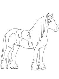 Cheval Tinker