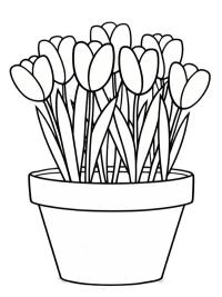 Tulipes en pot