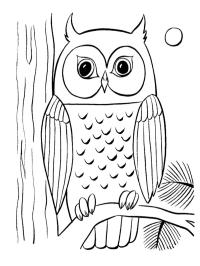 hibou dans l'arbre