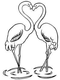 Flamants roses amoureux